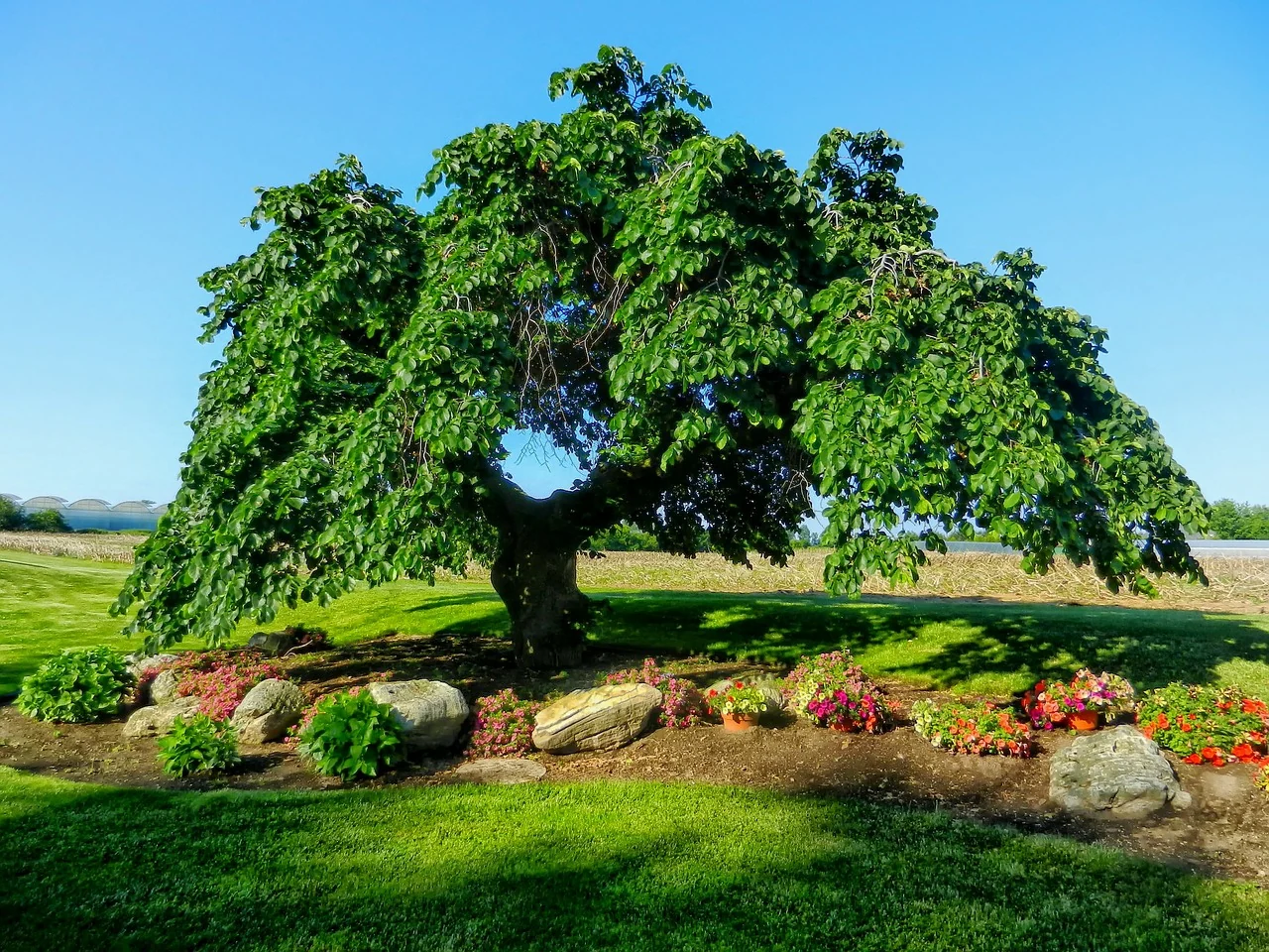 Árvores e biodiversidade