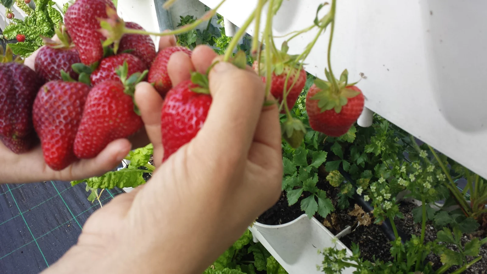 Plantas e alimento