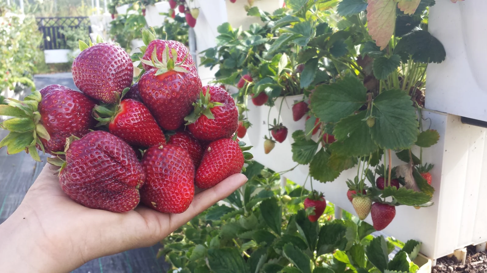 Plantas e alimento: cultivar perto de casa